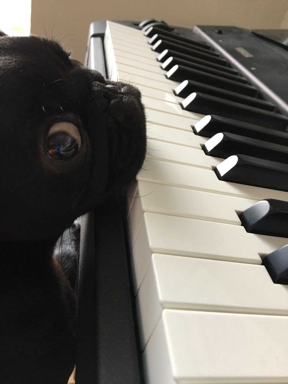 Nibs piano.jpg